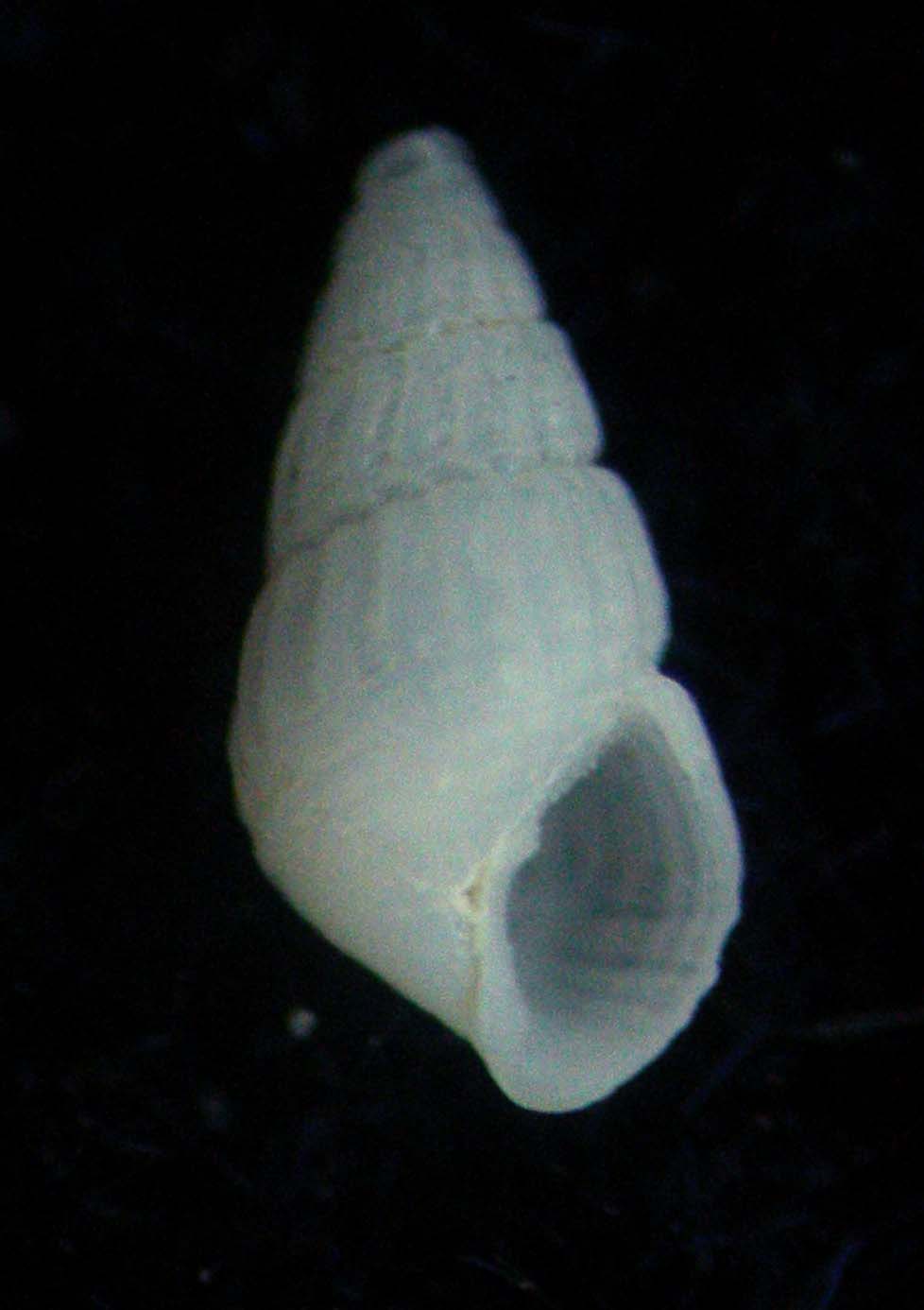 chrysallida brusinae